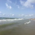 Eucaliptus * L'Eucaliptus